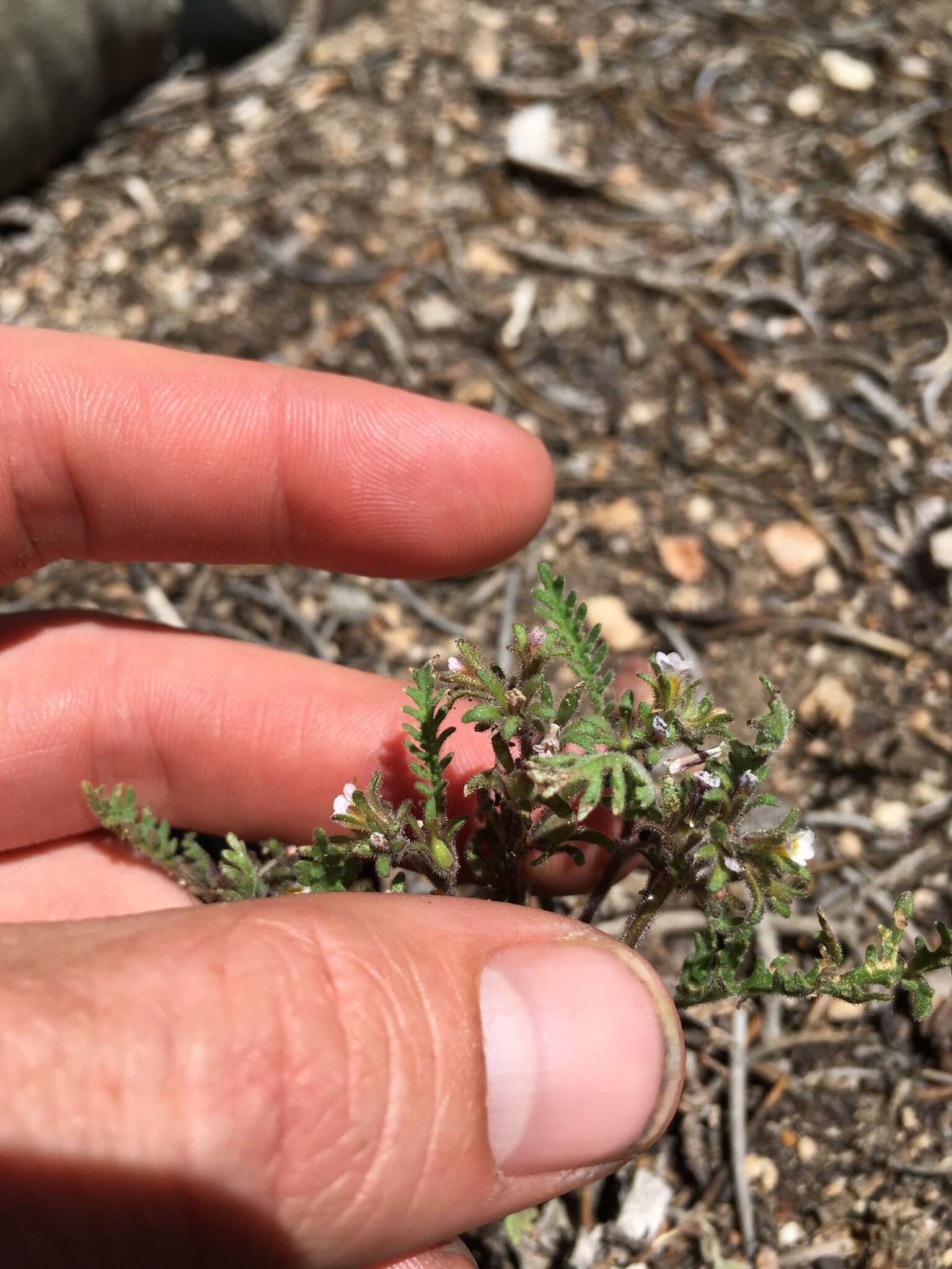 Image of sticky phacelia