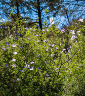 Image of Hibiscus huegelii Endl.