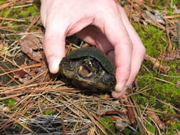 Sivun Sternotherus odoratus (Latreille 1802) kuva