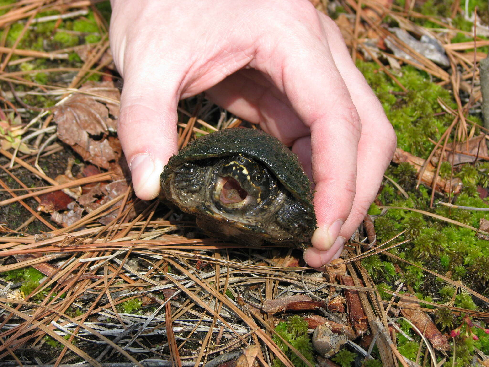 Sivun Sternotherus odoratus (Latreille 1802) kuva