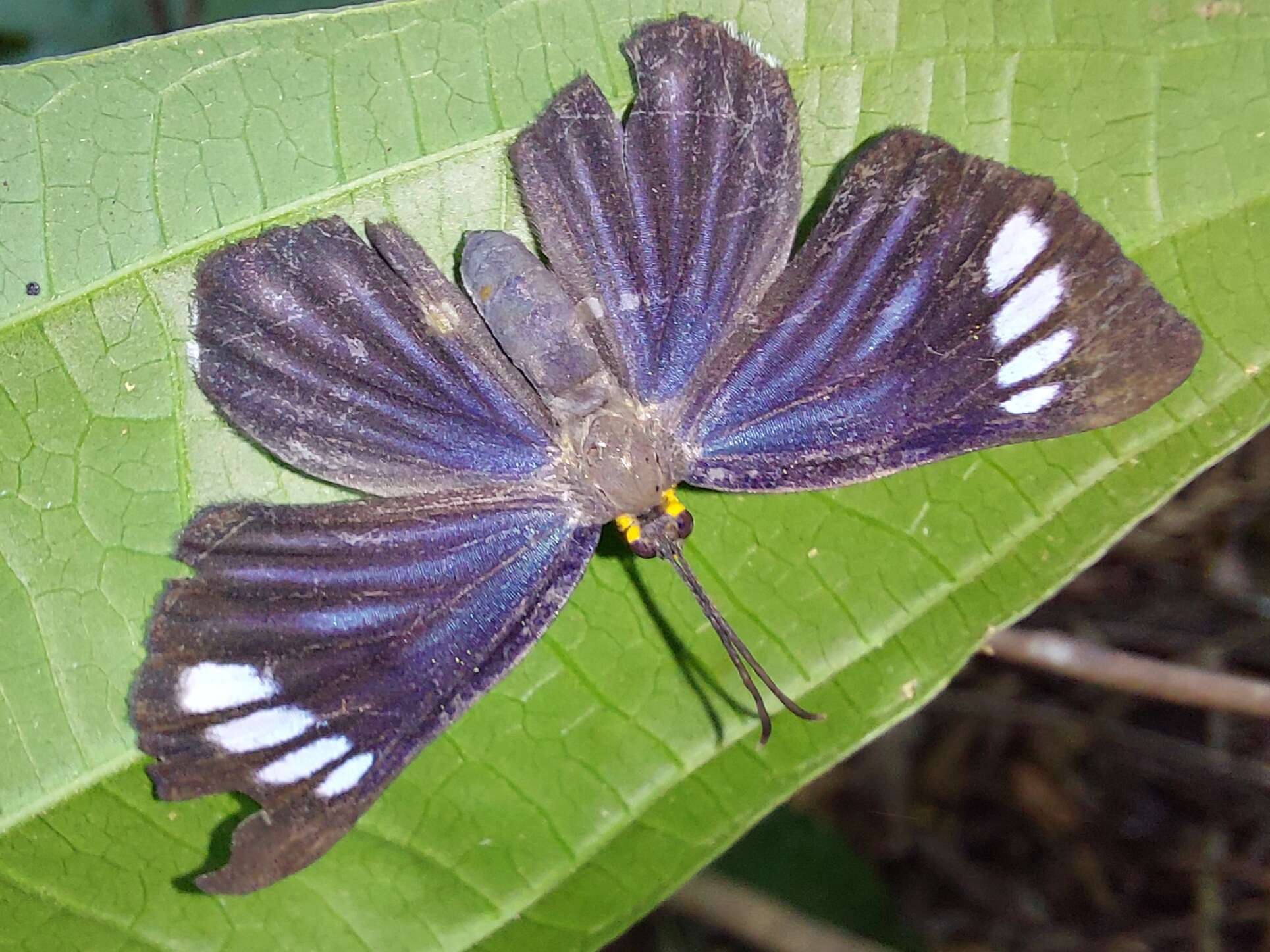 Image of Pheles strigosa