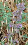 Image of Nepeta racemosa subsp. racemosa