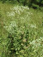 Eupatorium rotundifolium L. resmi