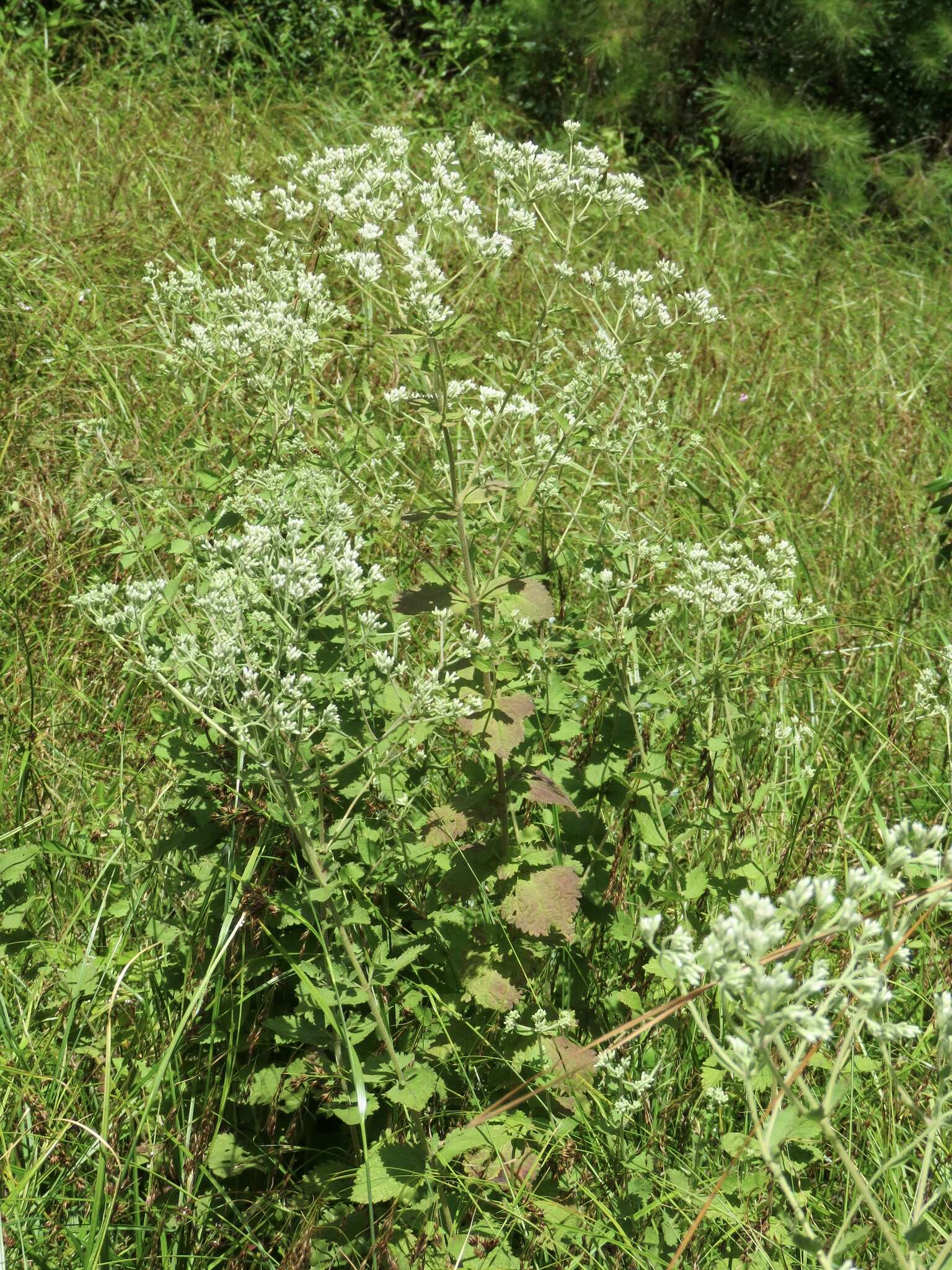 Eupatorium rotundifolium L. resmi