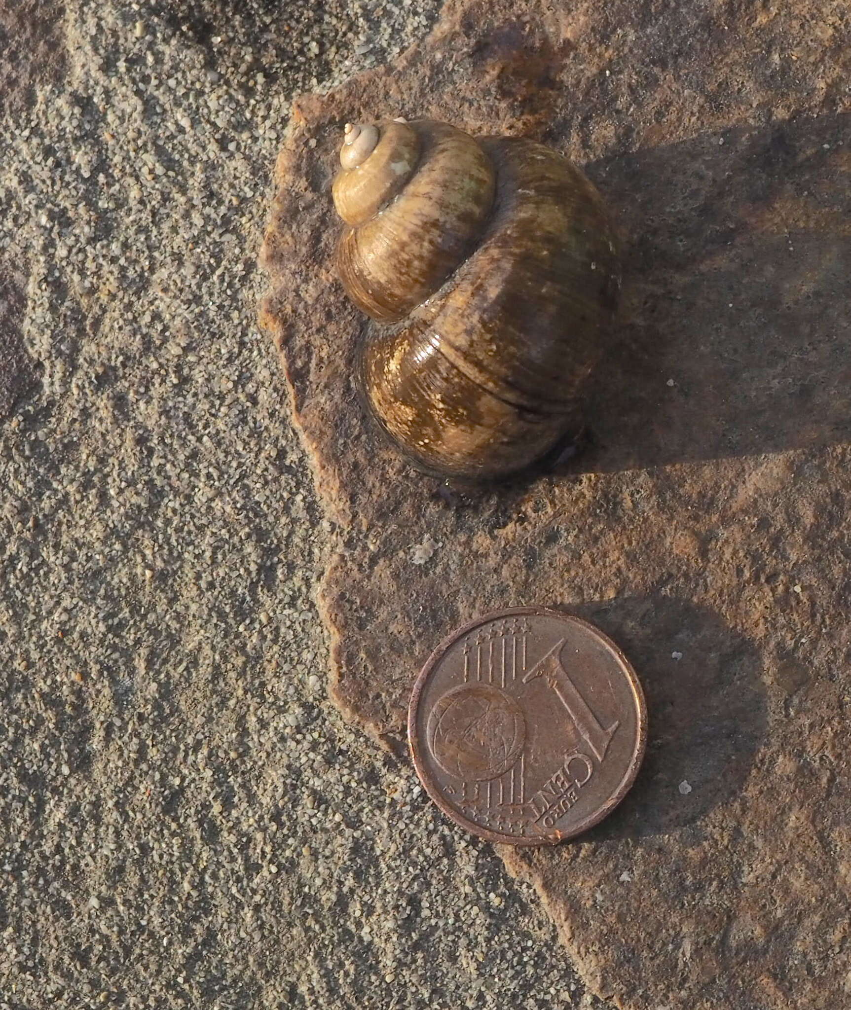 Image of Lister's River Snail