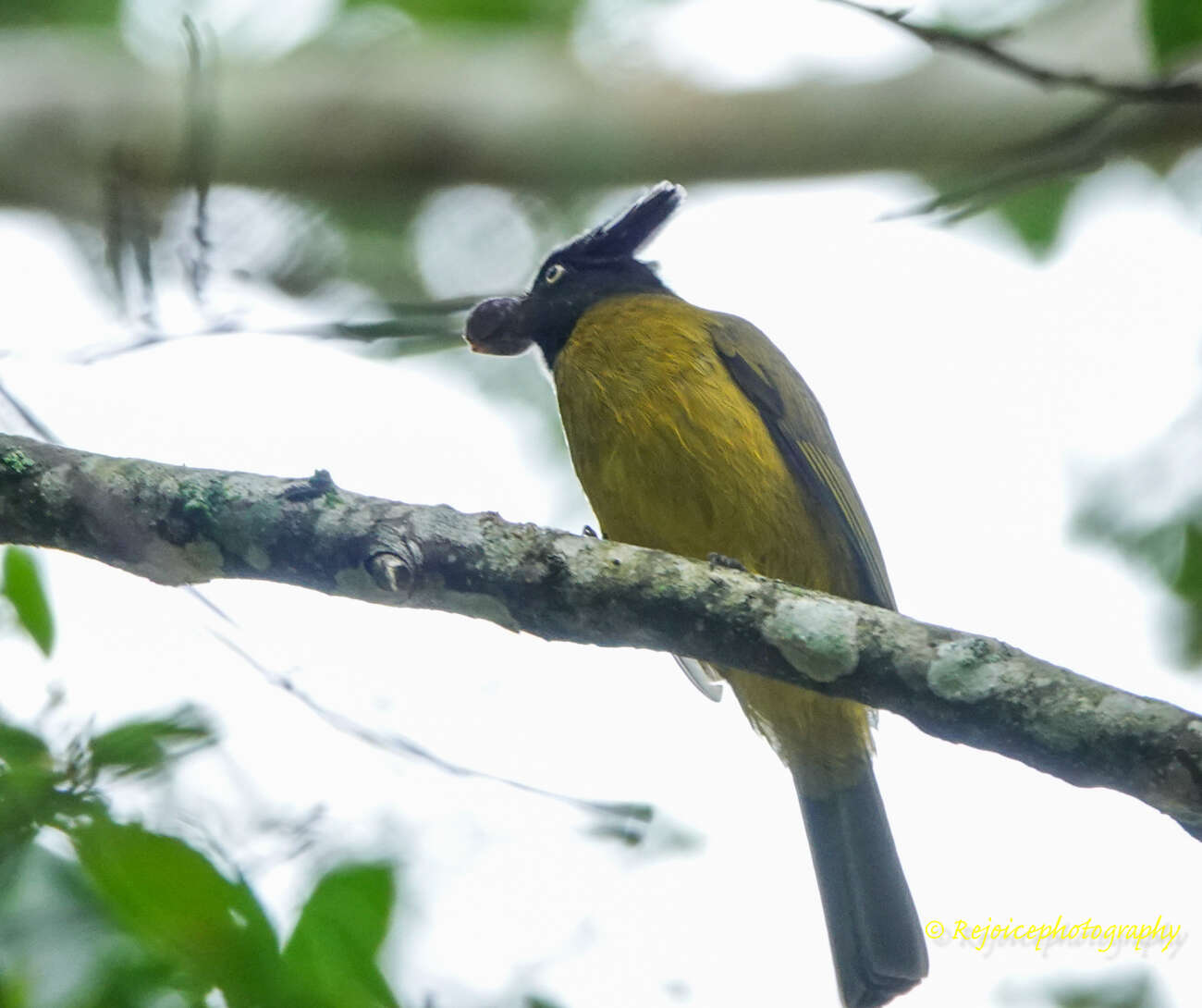 Image of Black-crested Bulbul