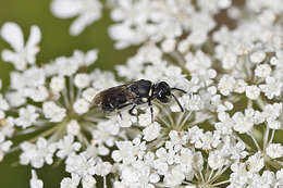 Hylaeus modestus Say 1837 resmi