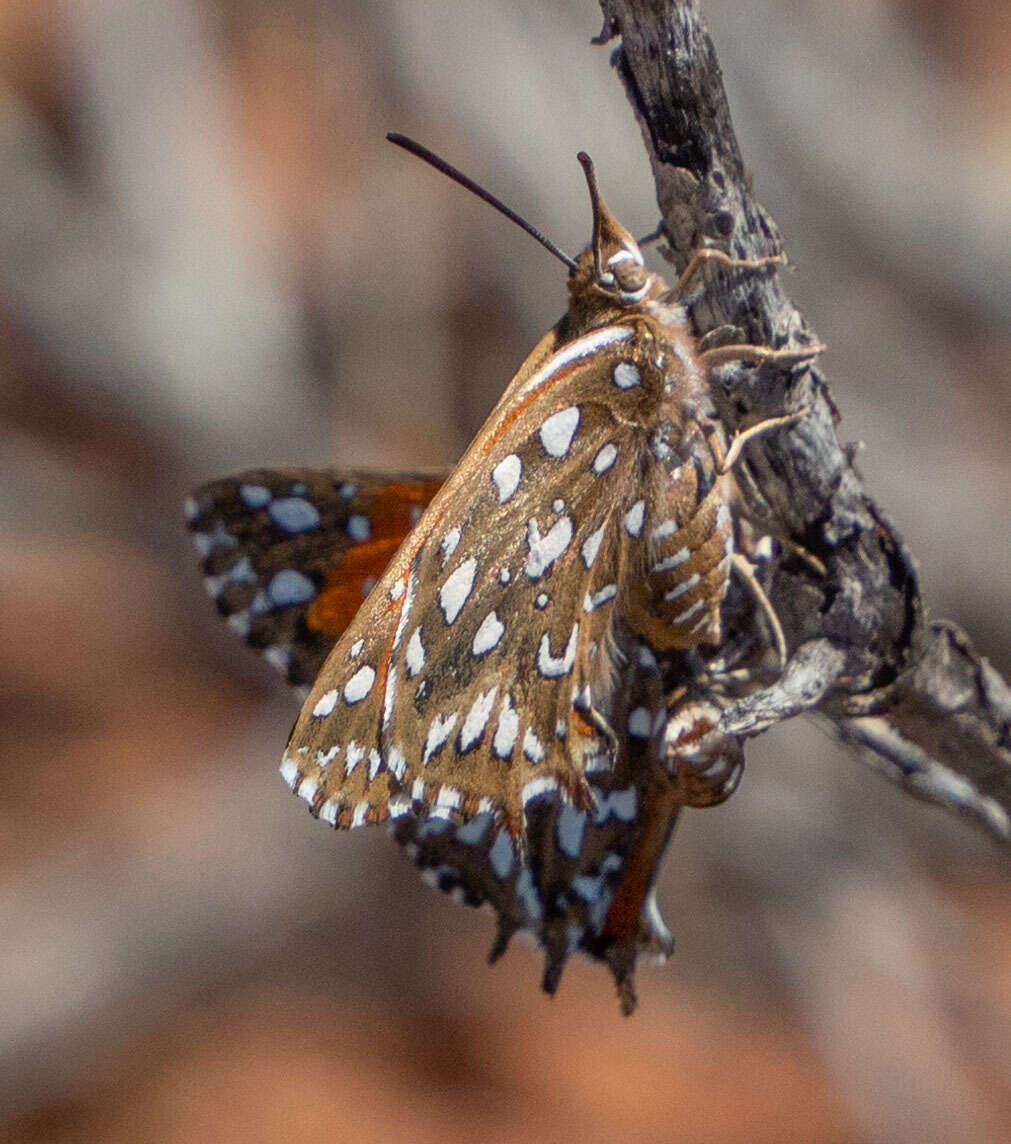 Sivun Argyraspodes argyraspis (Trimen 1873) kuva