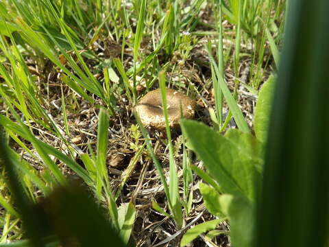 Image of Lentinus arcularius (Batsch) Zmitr. 2010