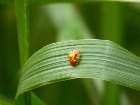 Image of Tortoise beetle