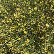 Image of San Joaquin snakeweed