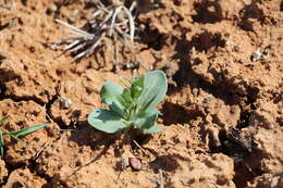 Image of Goldbachia laevigata (M. Bieb.) DC.