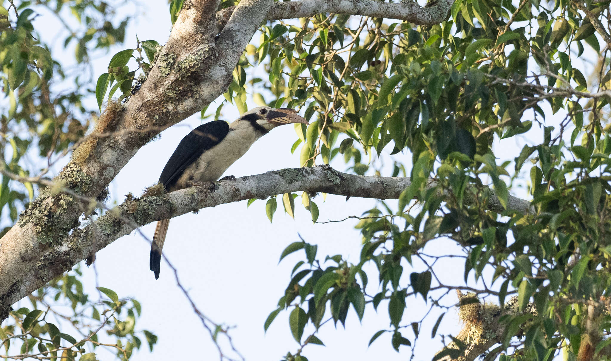 Image of Mindanao hornbill