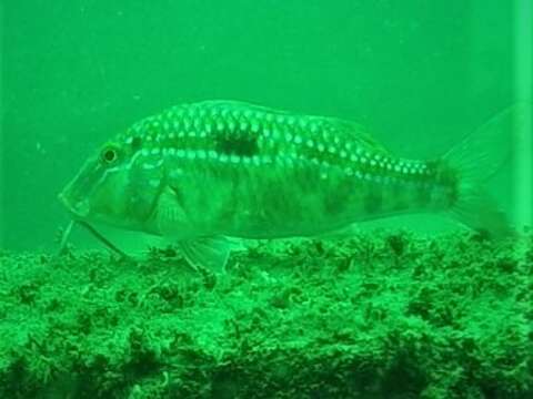 Image of Bigscale goatfish