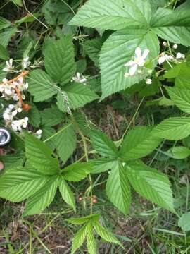 صورة Rubus setosus Bigelow