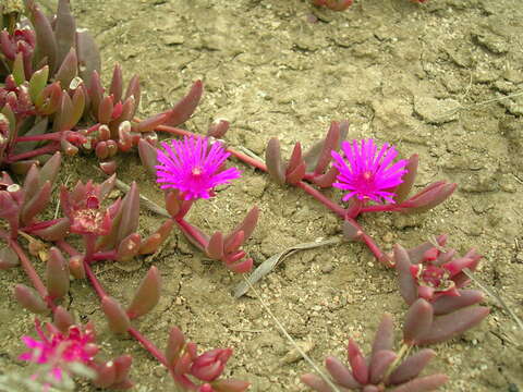 Image of Delosperma repens L. Bol.