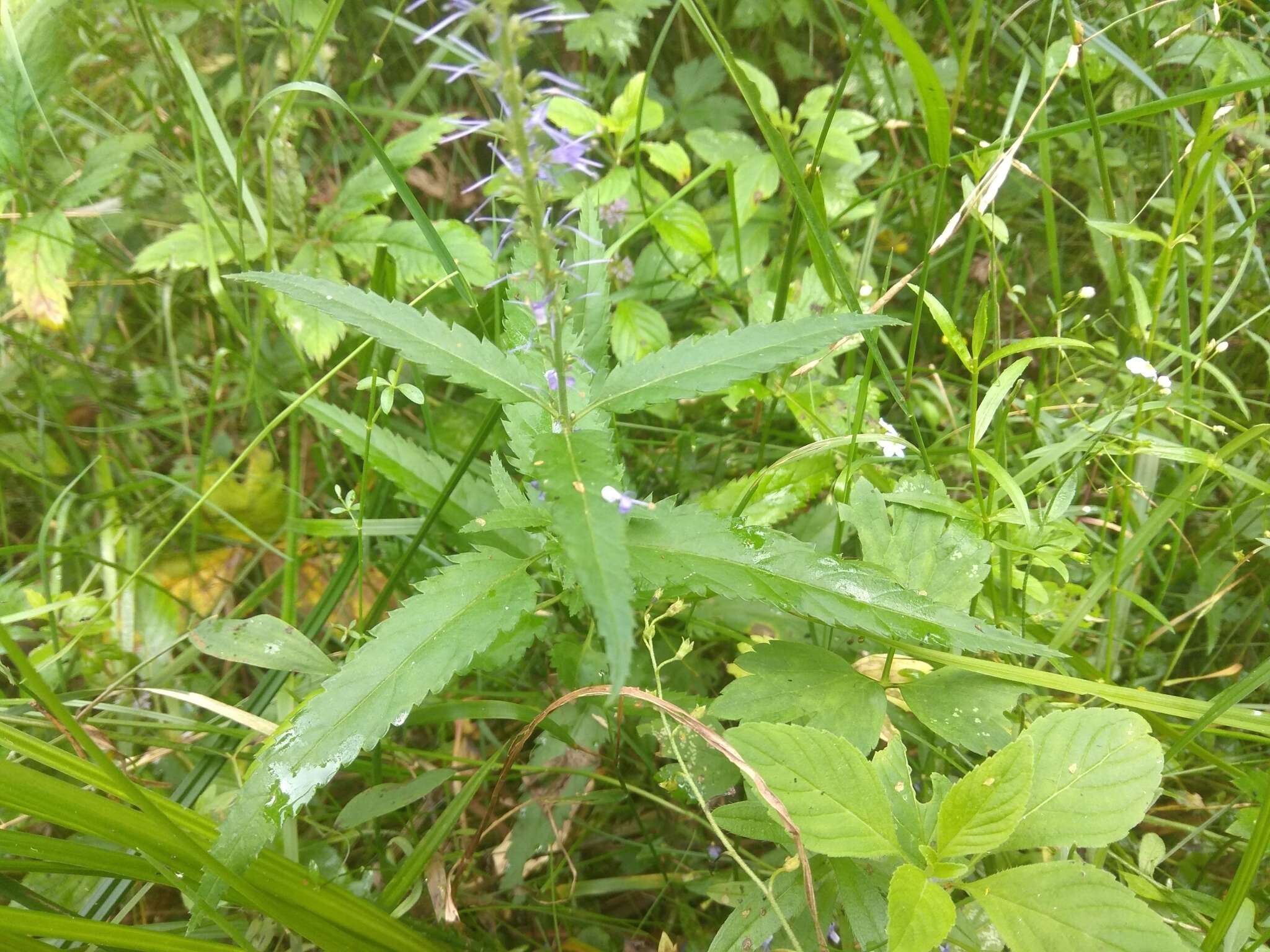 Image of Garden speedwell