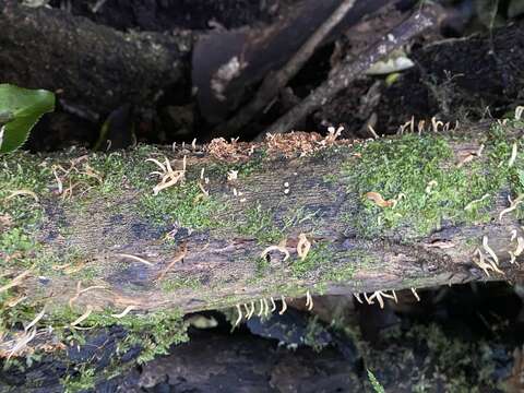 Image of Calocera (Fr.) Fr.