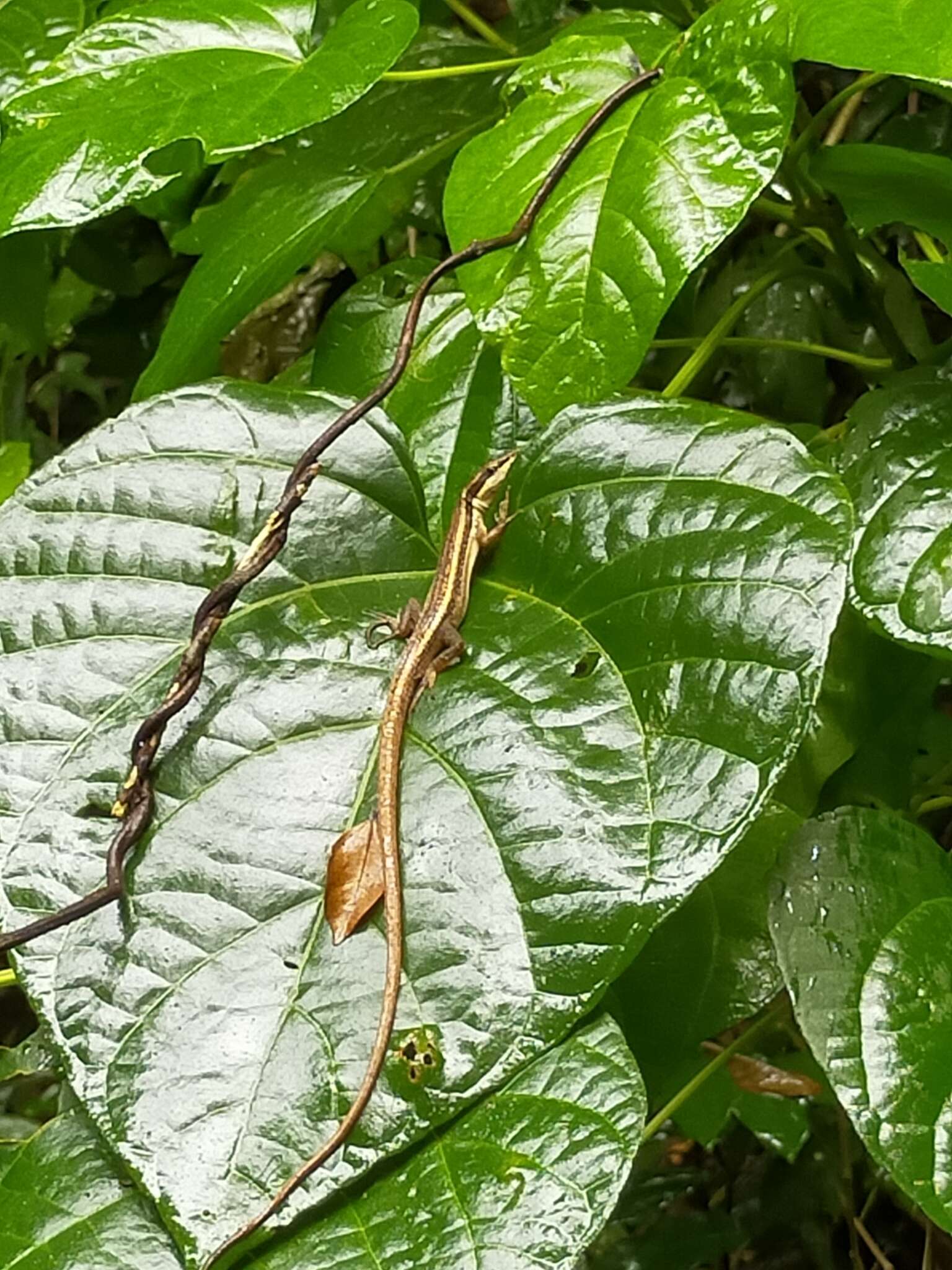 Image of Kuhne’s Grass Lizard