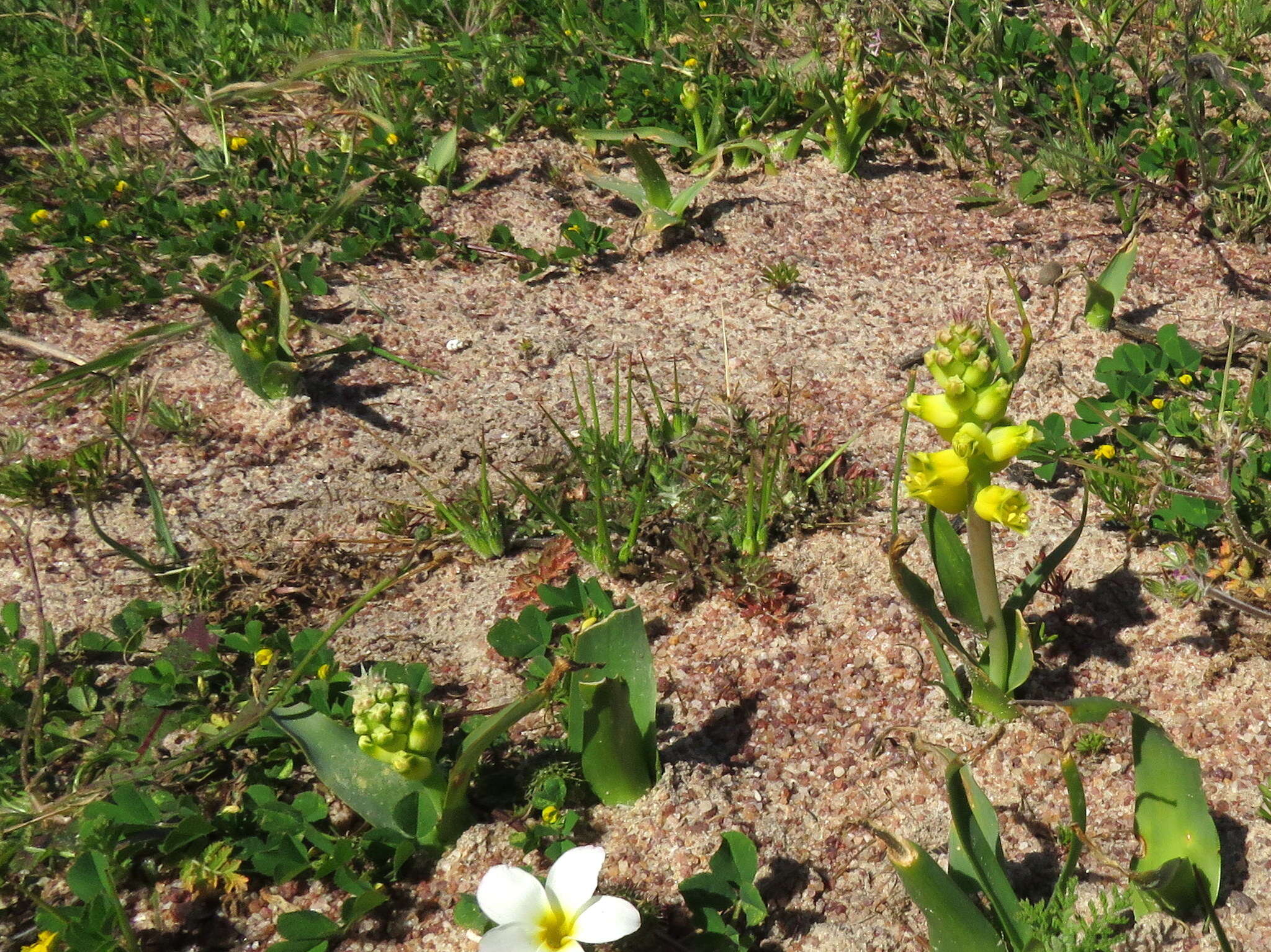 Image of Lachenalia mathewsii W. F. Barker