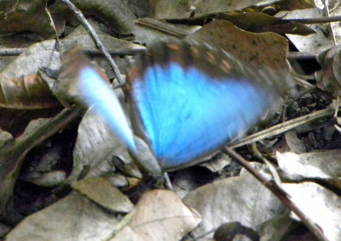 صورة Morpho helenor Cramer 1782