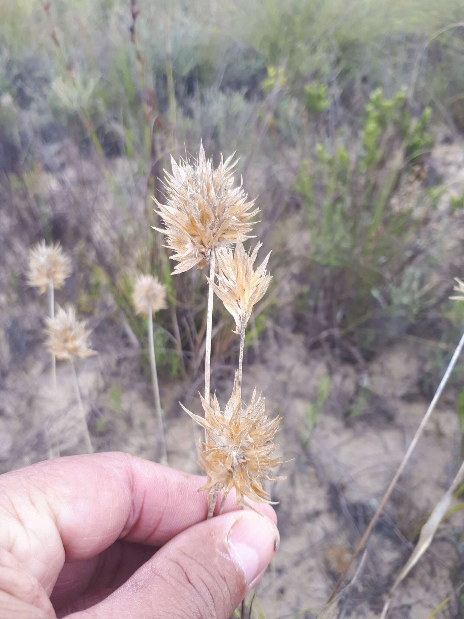 Imagem de Geochloa rufa (Nees) N. P. Barker & H. P. Linder