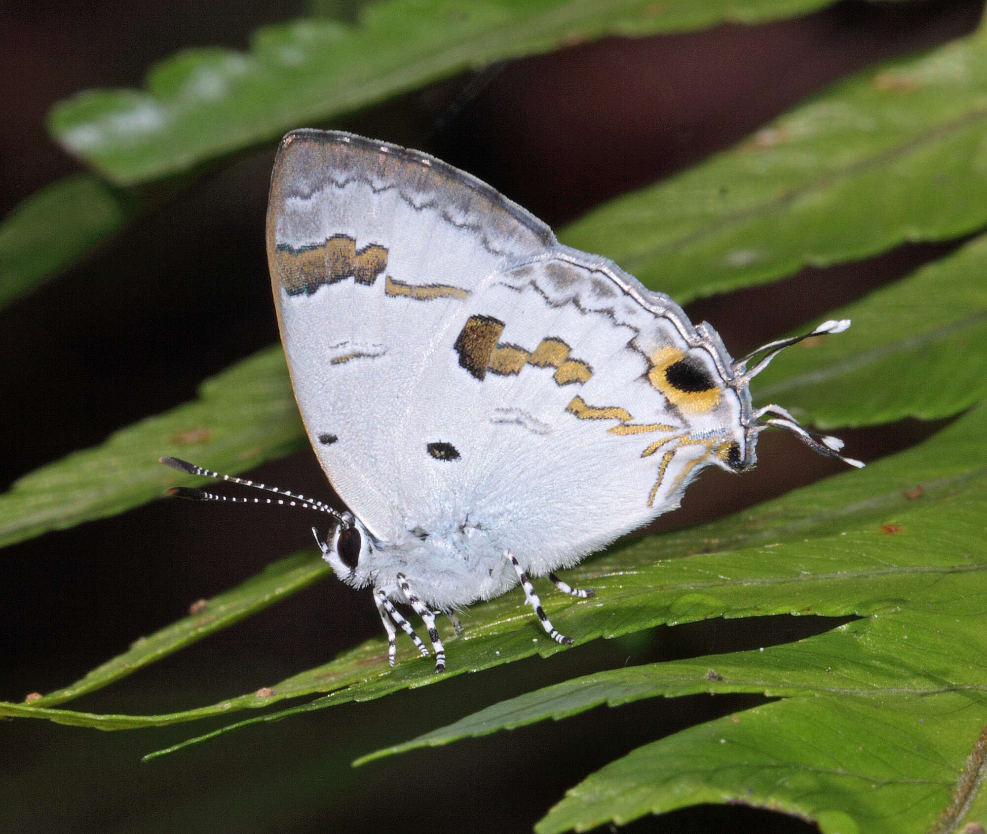 Image of Hypolycaena othona