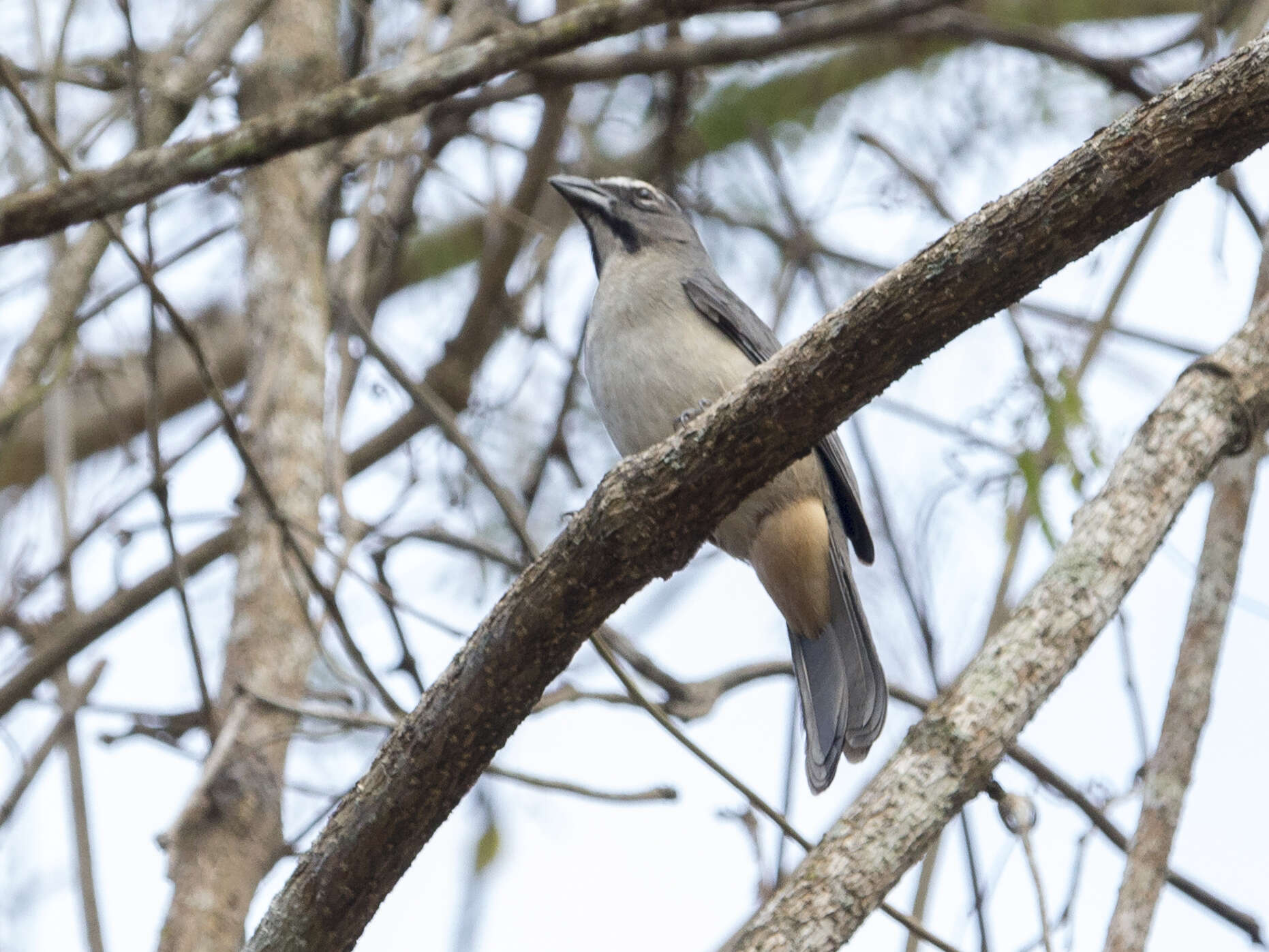 Saltator olivascens brewsteri Bangs & T. E. Penard 1918的圖片