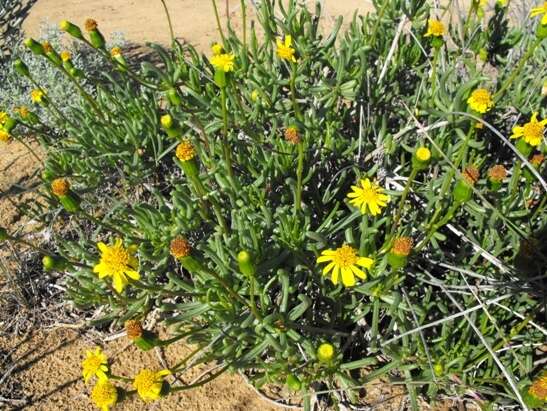 Image of Senecio alooides DC.