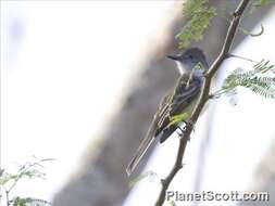 Image of Stolid Flycatcher