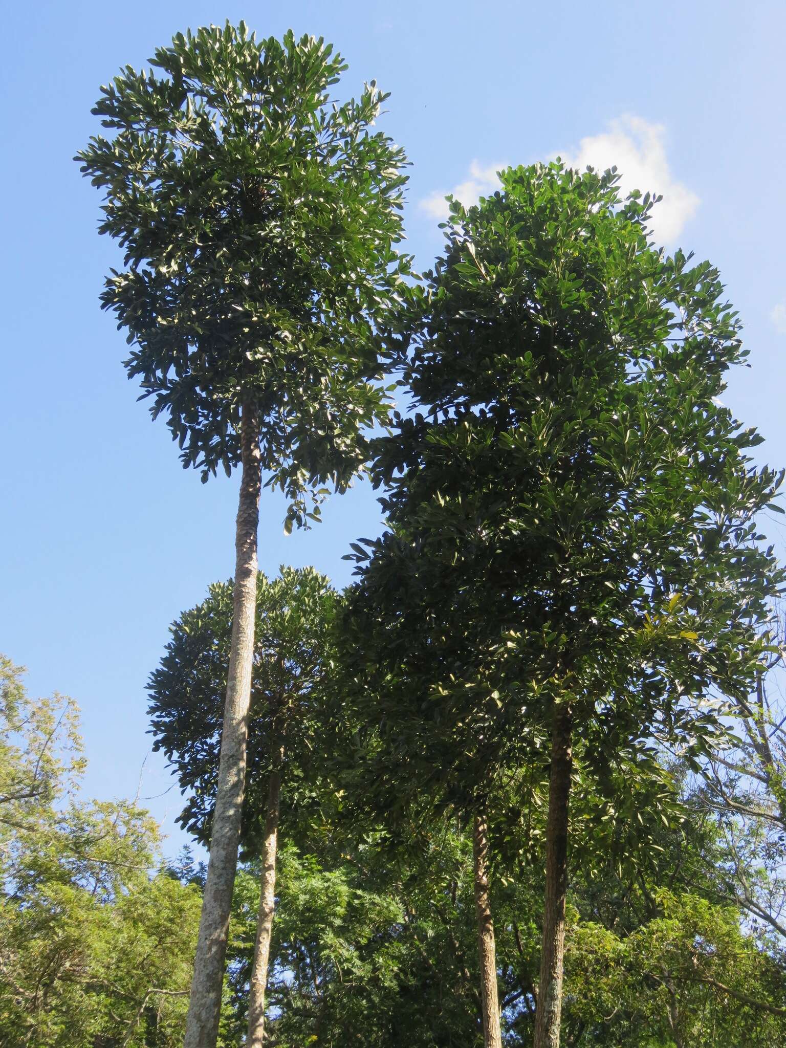 Image of Cussonia sphaerocephala Strey