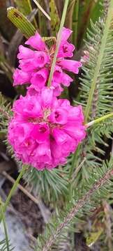 Image of Erica abietina subsp. diabolis E. G. H. Oliv. & I. M. Oliv.