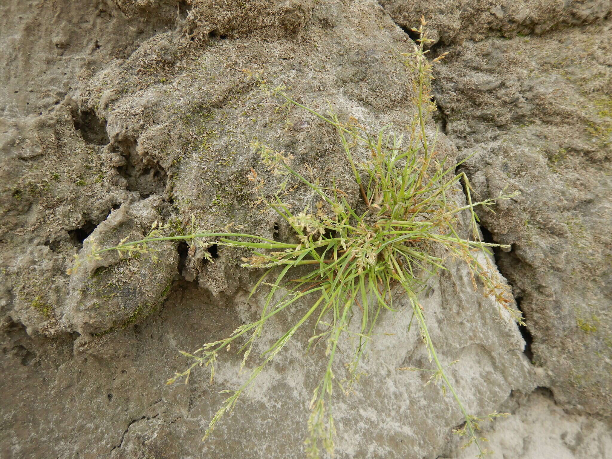 Image of snow grass