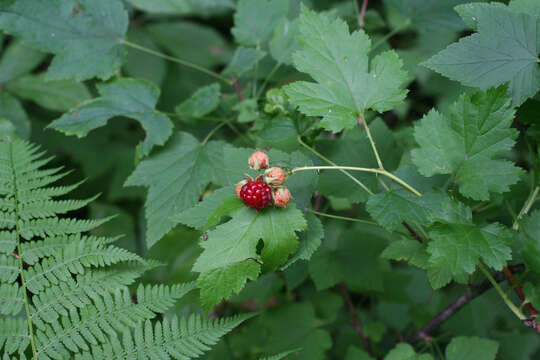 Image of Rubus crataegifolius Bunge