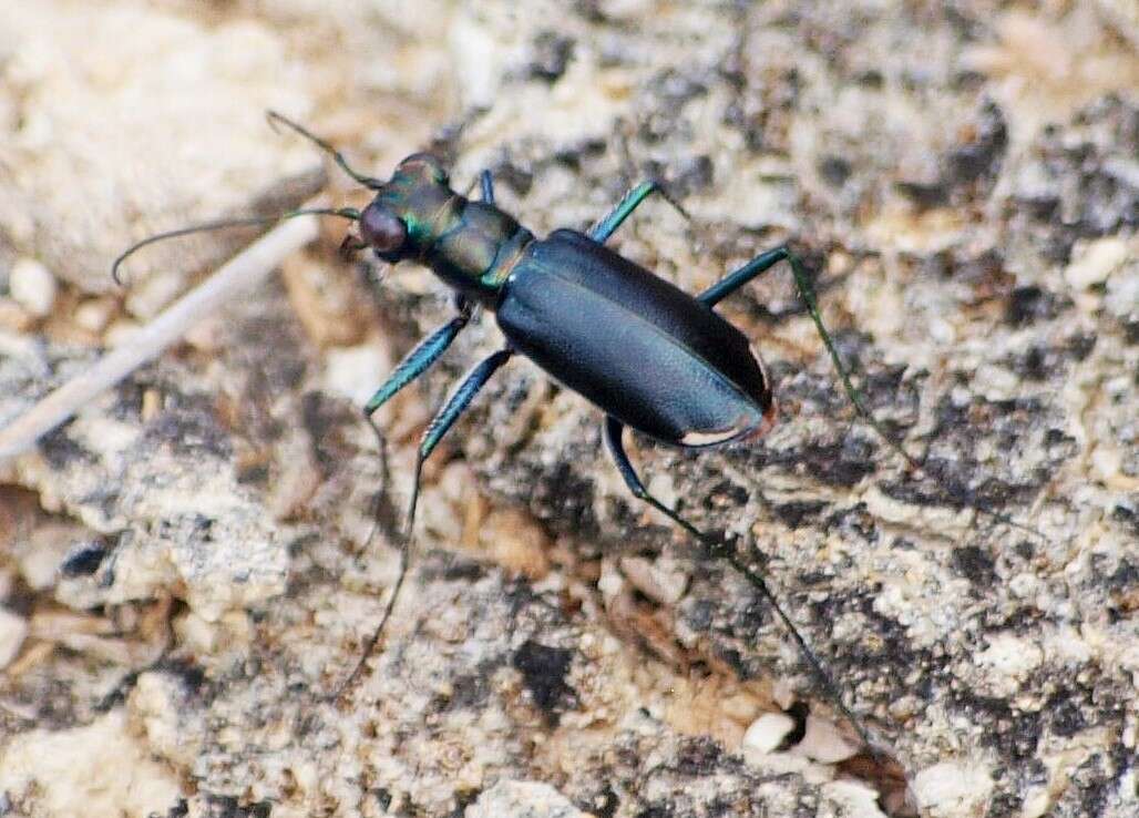 Image of Cicindela (Cicindelidia) politula politula Le Conte 1875