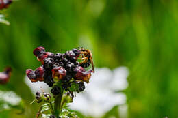 Plancia ëd Lasioglossum xanthopus (Kirby 1802)