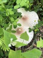 Image of Leucoagaricus americanus (Peck) Vellinga 2000