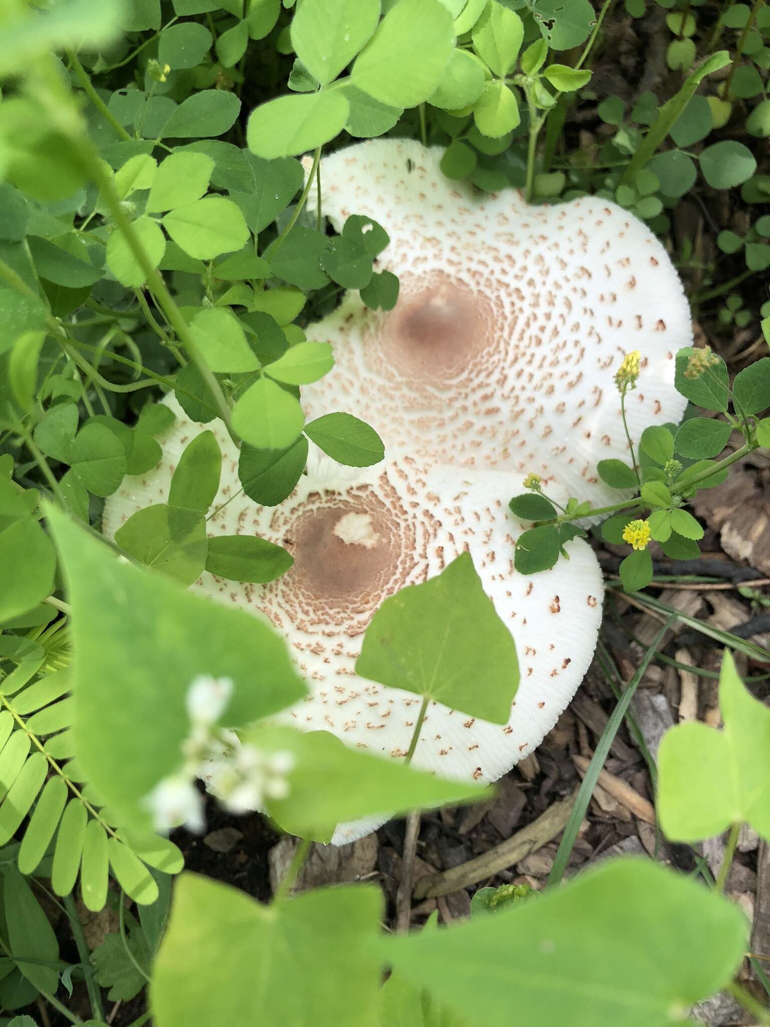 Image of Leucoagaricus americanus (Peck) Vellinga 2000