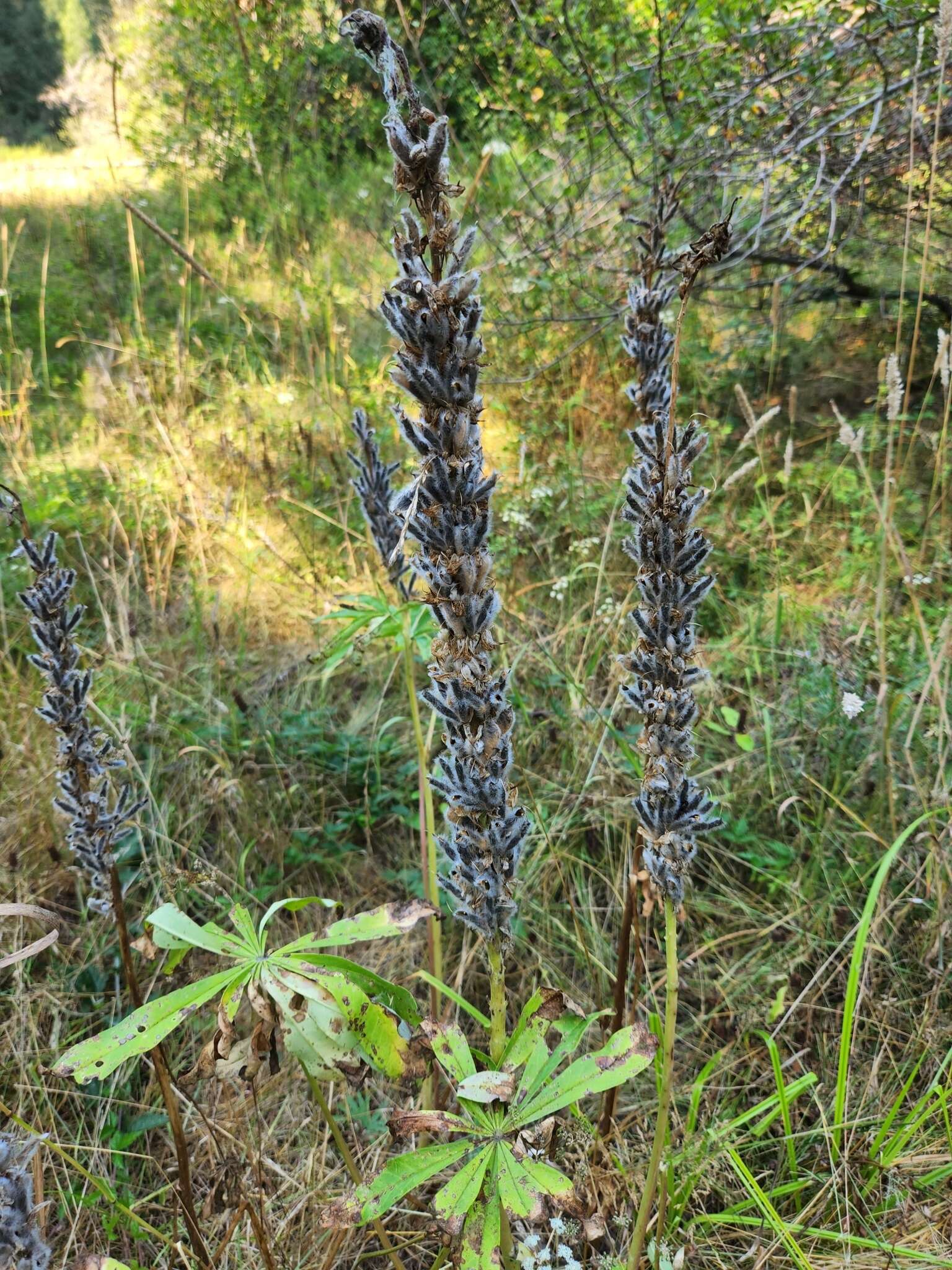 Plancia ëd Lupinus polyphyllus subsp. polyphyllus