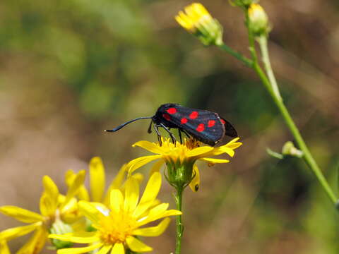 Image of Zygaena dorycnii Ochsenheimer 1808