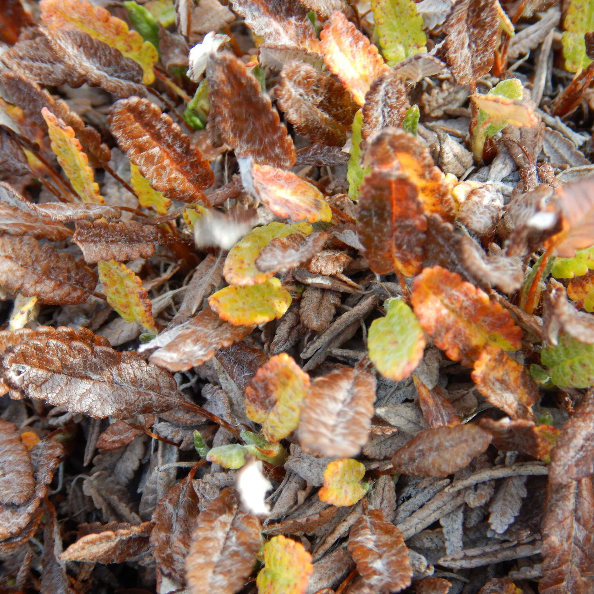 Image of Eight-Petal Mountain-Avens