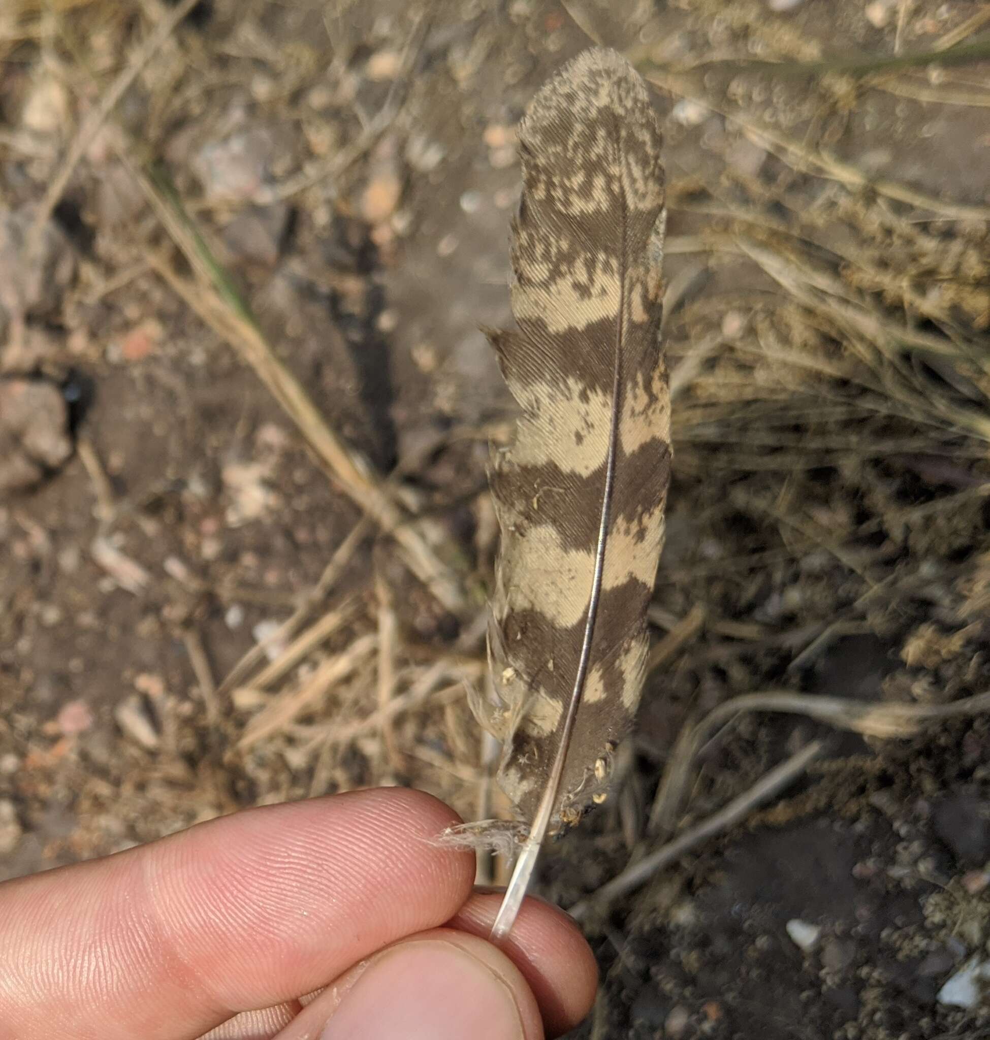 Image of Long-tailed Nightjar