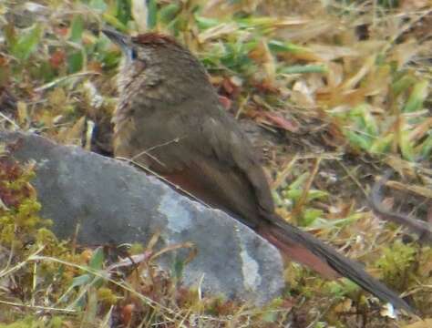 Image of Spot-breasted Thornbird