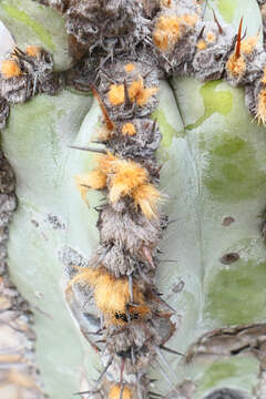 Image of Cipocereus crassisepalus (Buining & Brederoo) Barthlott & N. P. Taylor