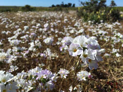 Image of largeflower linanthus