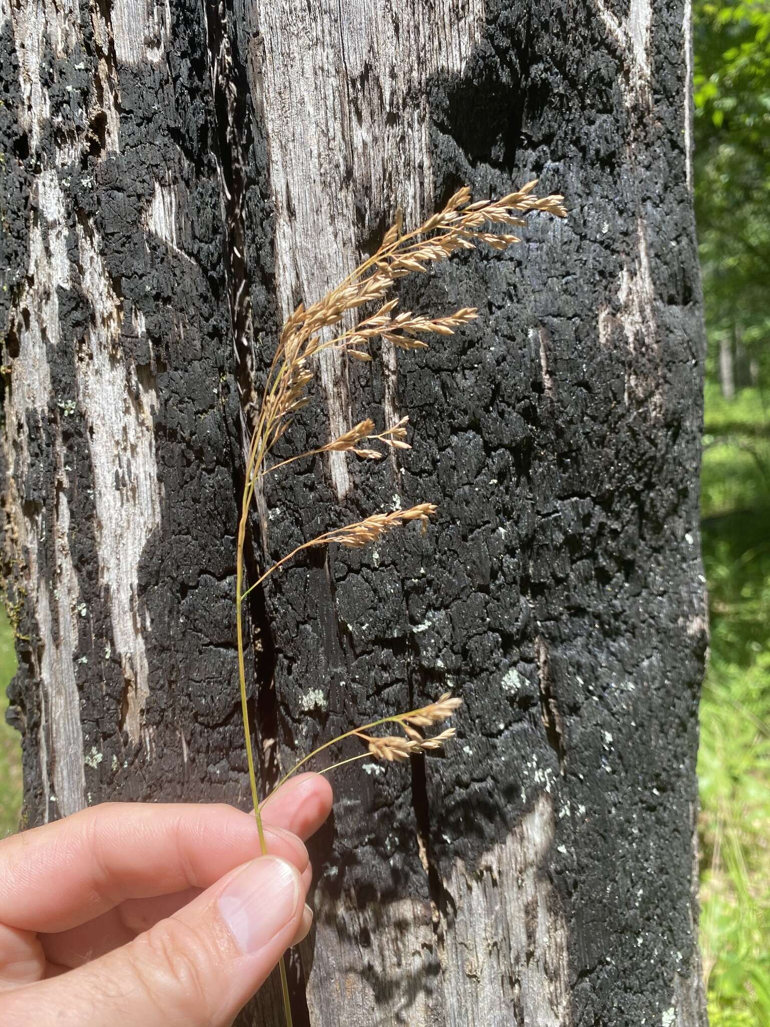 Plancia ëd Festuca paradoxa Desv.