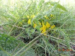 صورة Astragalus buchtormensis Pall.