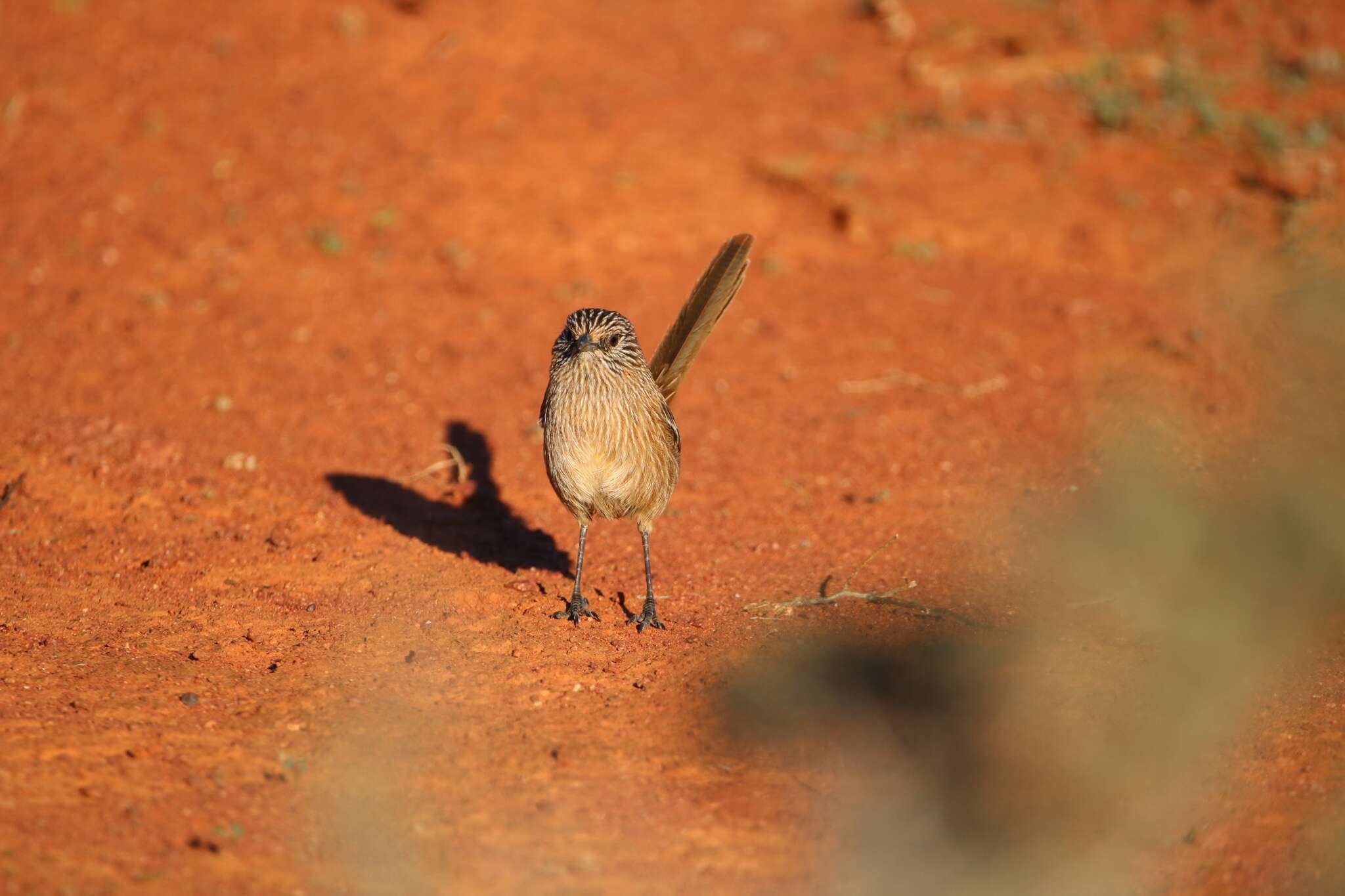 Image of Thick-billed Grasswren