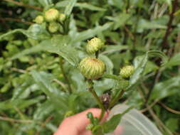 Image of slender sunflower