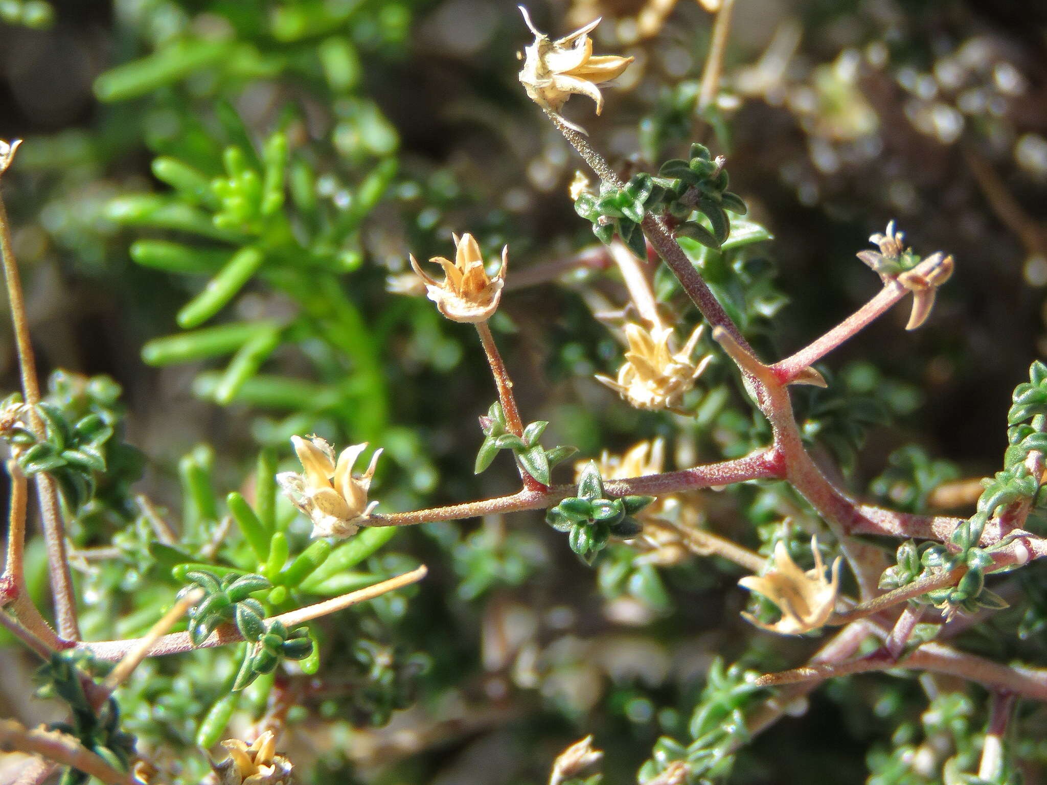 صورة Wahlenbergia nodosa (H. Buek) Lammers